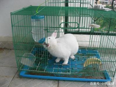 科學(xué)飼養(yǎng)兔子 蔬菜選擇指南與飼料搭配，守護(hù)腸胃健康