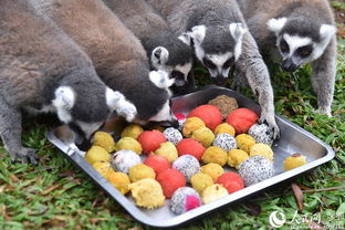 深圳野生動物園的“特別菜單” 特色湯圓，讓動物們過個溫馨元宵節