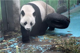 中國政協委員聚焦動物飼養規范，推動生態文明建設與畜牧業高質量發展