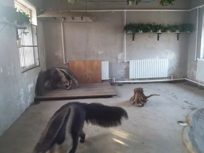 大冷天，天津動物園動物沒秋褲怎么過？第一個就能讓你笑哭了！