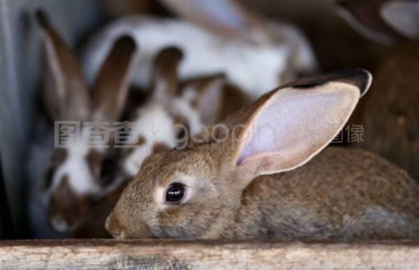幼兔動物養殖場及繁殖技術，飼料生產全攻略