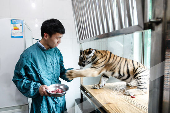快來重慶動物園看剛出生的華南虎 不到半歲每天要吃四斤肉(組圖)